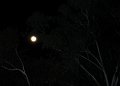 DSC_moonlight (1)